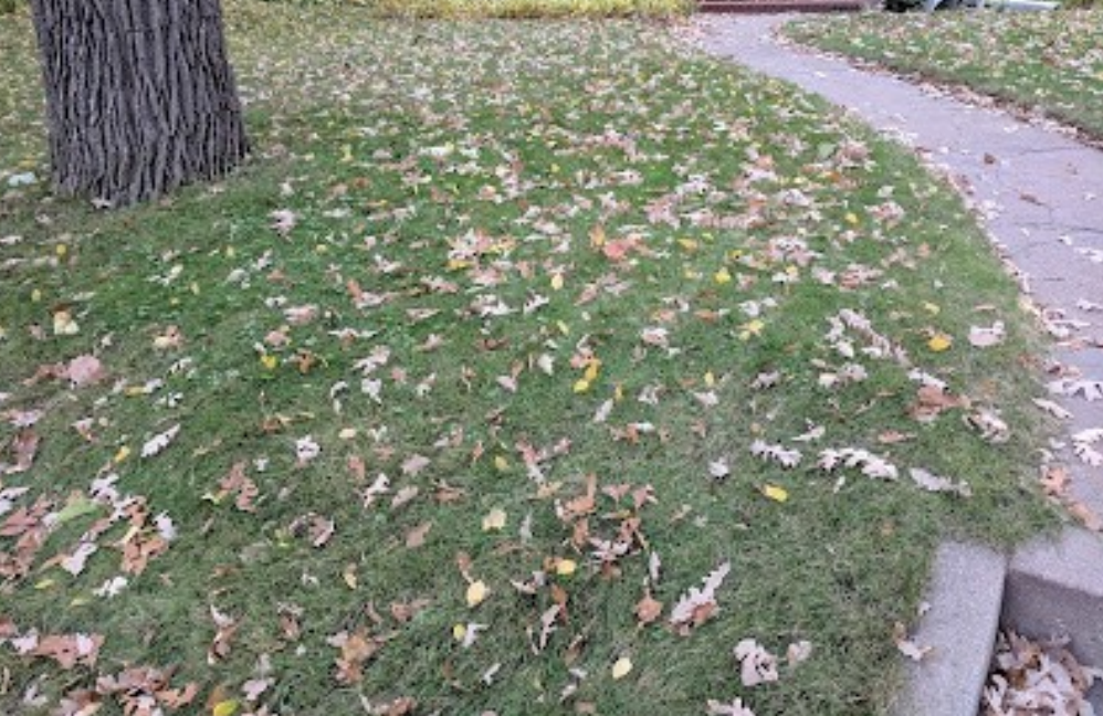 Leaves on lawn