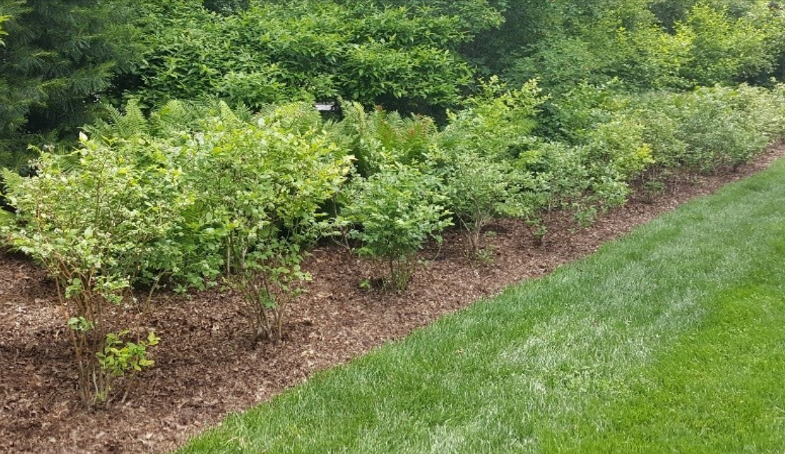 Bushes on edge of lawn